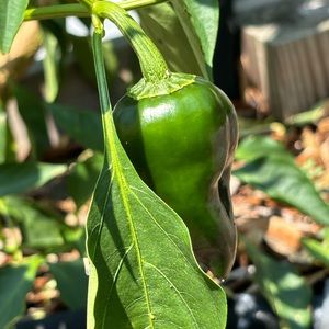 Meet your Posher, Kurt